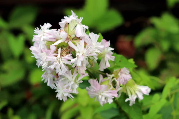 Wild sweet William or Saponaria officinalis or Common soapwort or Bouncing bet or Crow soap or Soapweed plant with large cluster of sweetly scented open blooming white and light pink flowers surrounded with broad lanceolate sessile leaves