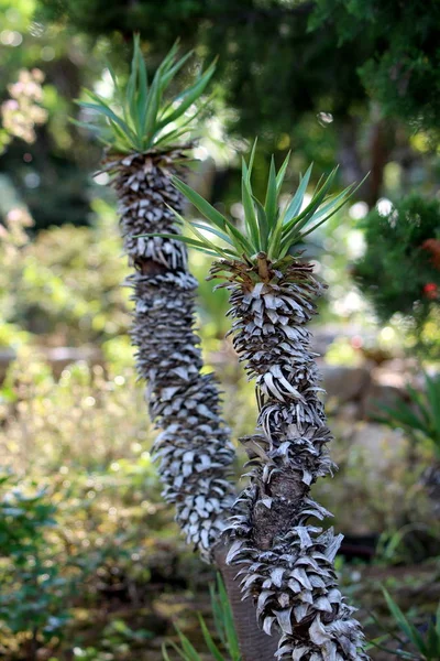 Yucca Perennial Tree Plant Long Evergreen Tough Sword Shaped Leaves — Stock Photo, Image