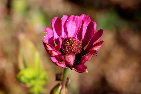 Zinnia Planta Con Flores Abiertas Capas Pétalos Color Rosa Oscuro — Foto de Stock