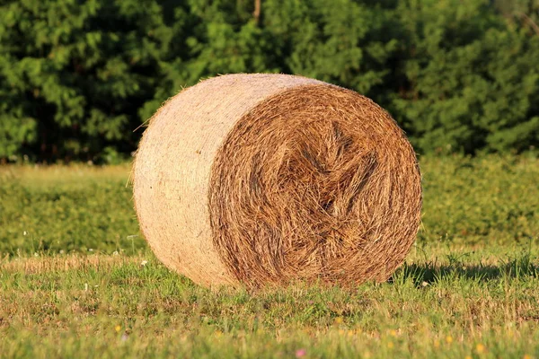 Único Fardo Feno Grande Fresco Deixado Campo Local Cercado Com — Fotografia de Stock