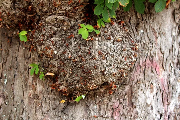 Textura Inusual Del Tronco Árbol Parcialmente Cubierta Con Hojas Verdes —  Fotos de Stock