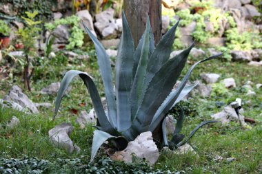 Agave monocot uzun ömürlü süs bitkisi koyu yeşil uzun sulu yapraklar keskin marjinal dişler ve son derece keskin uç omurga şehir ev bahçesinde büyüyen çimen ve diğer küçük bitkilerle karışık dekoratif kayalar ile çevrili