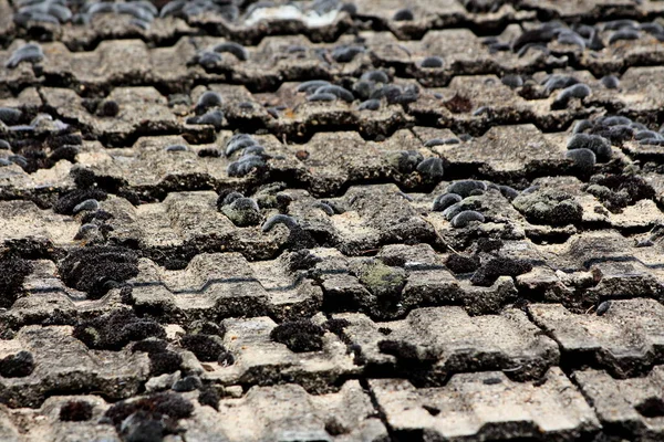 Текстура Старых Полуразрушенных Частично Потрескавшихся Изношенных Черепиц Крыши Покрытых Небольшими — стоковое фото