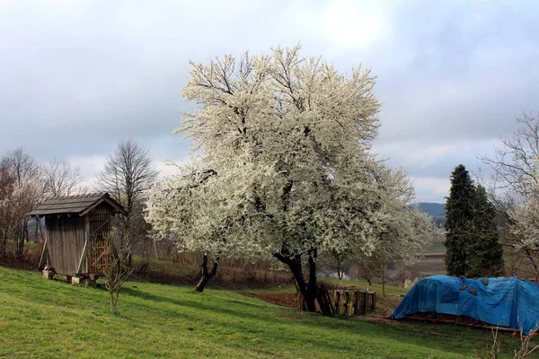 Beautiful Large Old Plum Tree Bloom Filled Dense Pure White — Stock Photo, Image