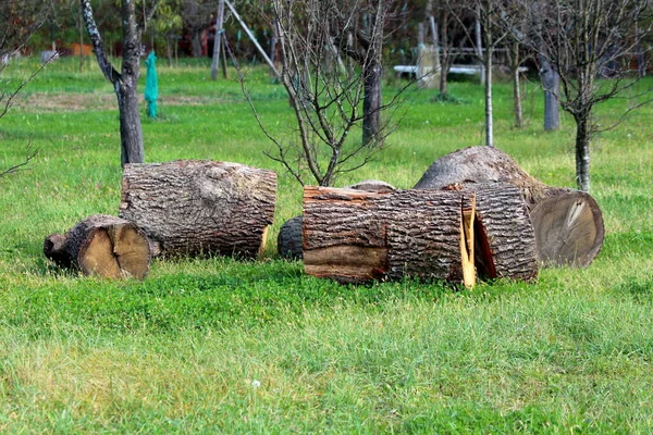 Große Alte Holzstämme Die Große Stücke Geschnitten Und Obstgarten Des — Stockfoto