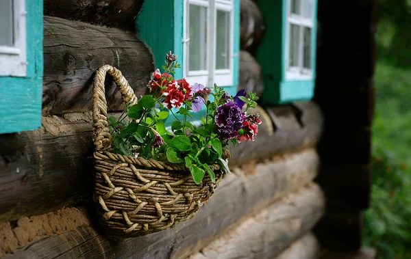 Panier de plantes sur le mur de la maison en rondins . — Photo