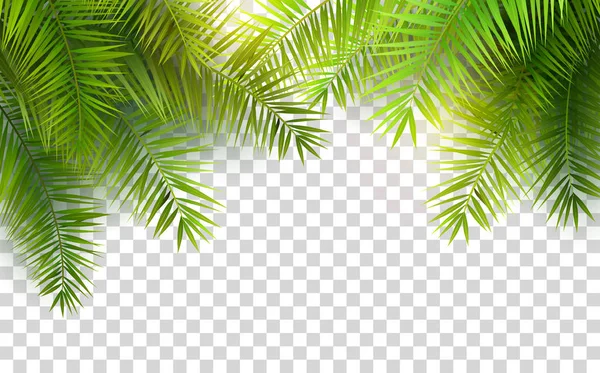 Summer palm leaves — Stock Vector