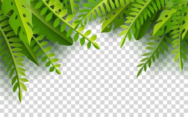 Palm leaves on transparent background.