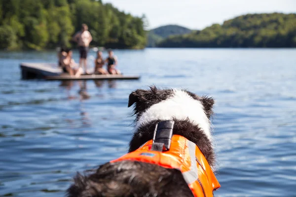 Dog in life jacket watches lake — Stock Photo, Image