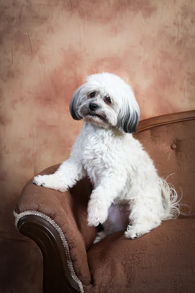 Havanese dog on vintage loveseat — Stock Photo, Image