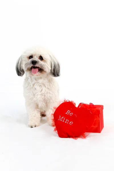 Havaneză câine Valentine — Fotografie, imagine de stoc