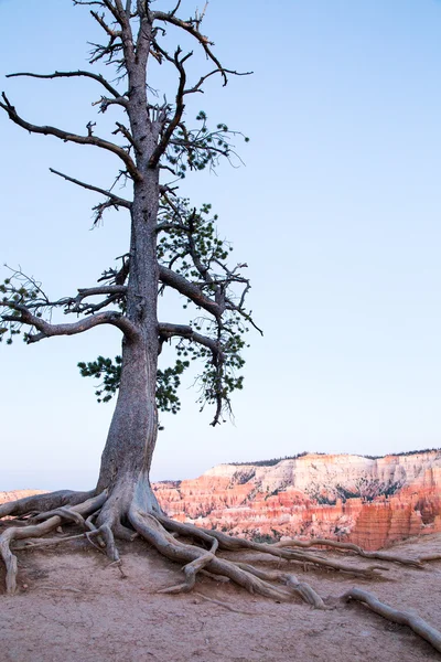 Απομονωμένο πεύκο σε Bryce Canyon — Φωτογραφία Αρχείου