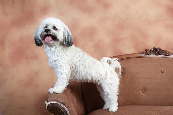 Havanese dog stands on love seat — Stock Photo, Image