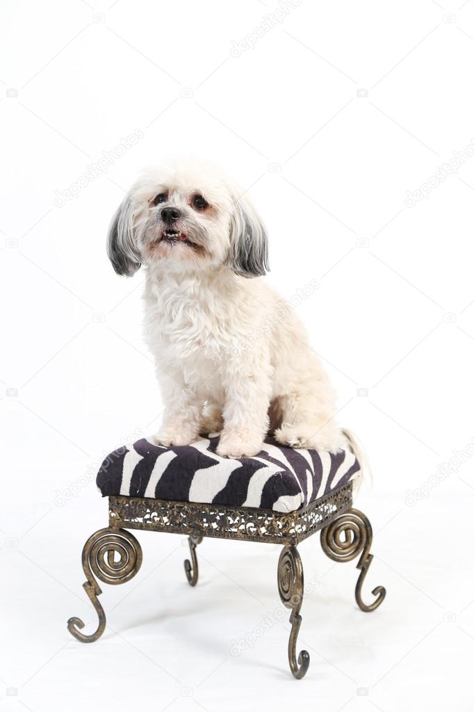 Fluffy white dog on stool