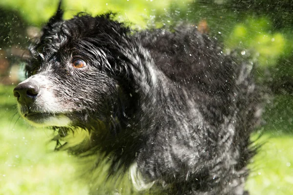 Dog shakes outside in summer — Stock Photo, Image