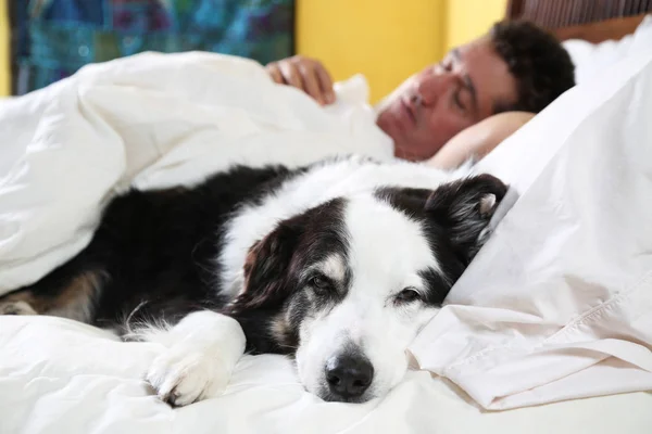 Σκυλί στο κρεβάτι δίπλα του ιδιοκτήτη στον ύπνο — Φωτογραφία Αρχείου