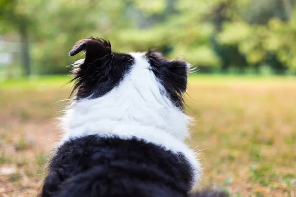 Kutya figyeli a hátsó udvarban, őszi — Stock Fotó