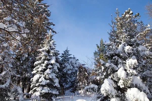 Pinos llenos de nieve —  Fotos de Stock