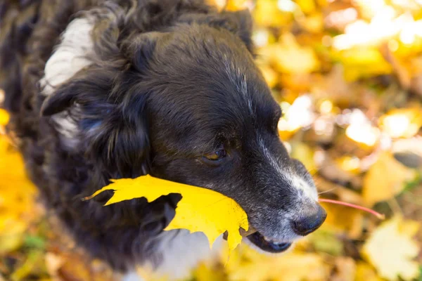 Cão com folha amarela — Fotografia de Stock