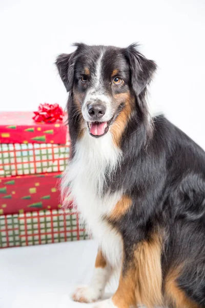 Cão com presentes — Fotografia de Stock