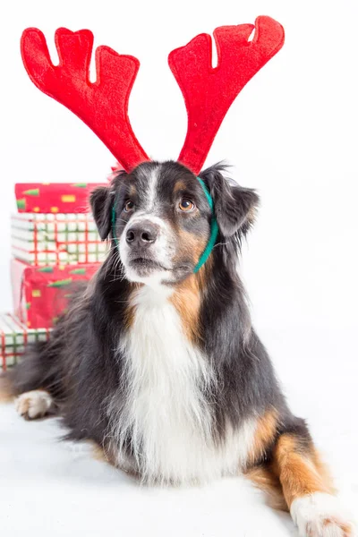 Sobí pes s dárky — Stock fotografie