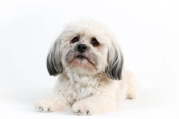 Câine alb dulce Havanese — Fotografie, imagine de stoc