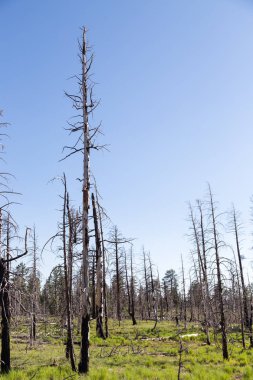 Bryce, dikey Burnt orman