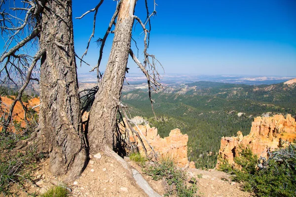 Παλιά πεύκα με θέα του Bryce Canyon — Φωτογραφία Αρχείου