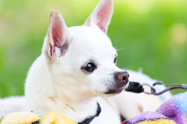Chihuahua branco de perto — Fotografia de Stock