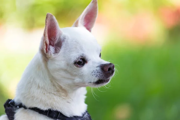 Chihuahua branco sentado — Fotografia de Stock