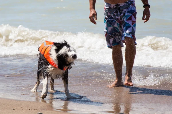 Hund mit Schwimmweste zittert — Stockfoto