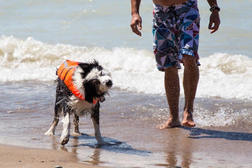 Dog with life jacket shakes