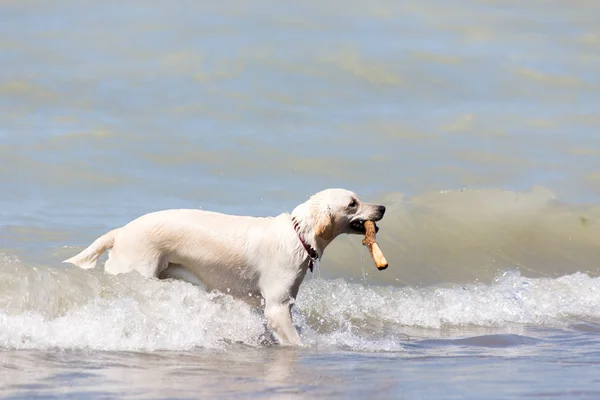 Labrador retriever debout dans les vagues avec un bâton dans la bouche — Photo