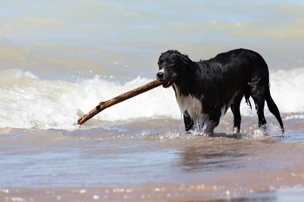 Confine Collie con grande bastone in spiaggia — Foto Stock