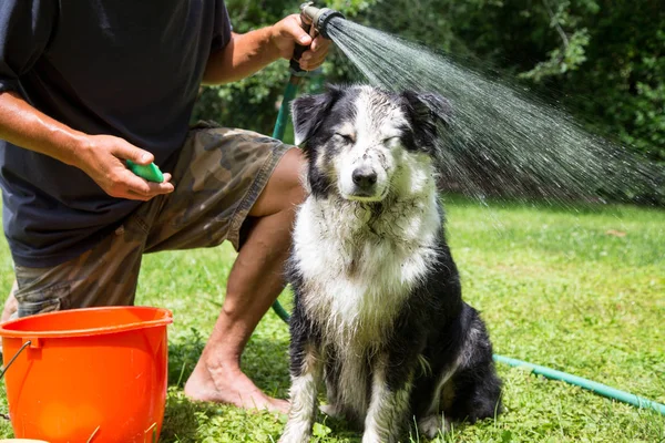 Expressão Humorística Cão Lamacento Naquele Segundo Que Água Mangueira Atinge — Fotografia de Stock