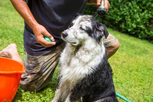 Ein Schlammiger Australischer Schäferhund Wartet Auf Seinen Schlauch — Stockfoto