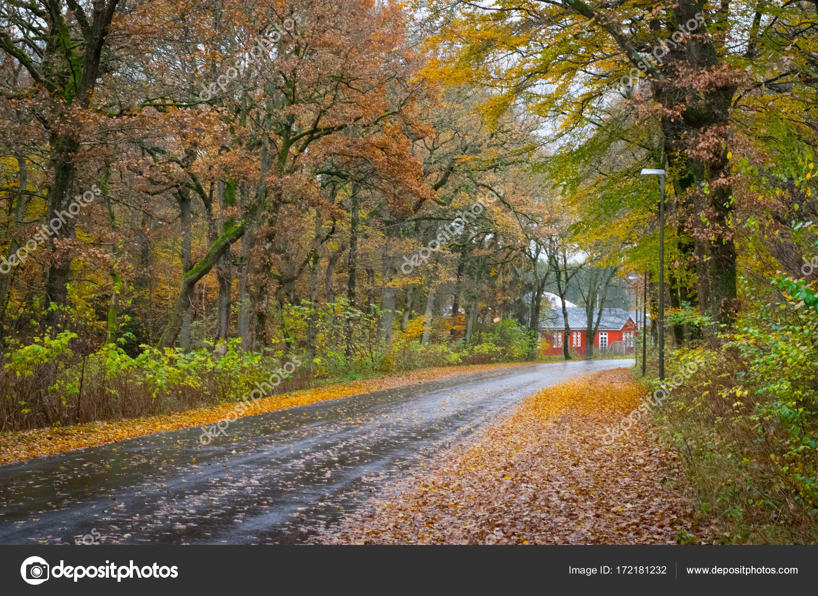 Autumn Danish Forest in November in Viborg, Stock by 172181232