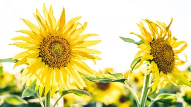 Moldova ayçiçeği alan