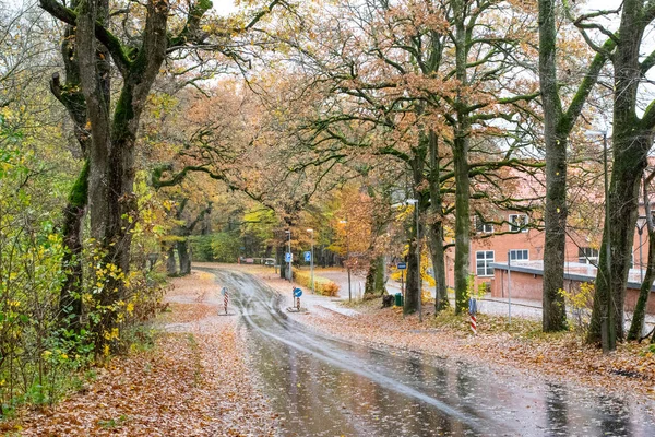 Herbst dänischer wald im november in viborg, dänemark — Stockfoto