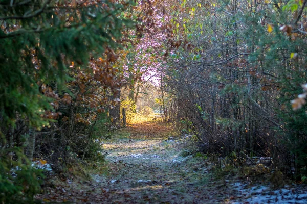 Jesień las duński w pobliżu Viborg — Zdjęcie stockowe