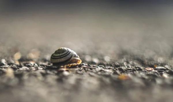 美しいが、空のカタツムリの殻のクローズ アップ — ストック写真