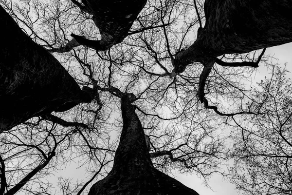 Tree branches seen from below — Stock Photo, Image