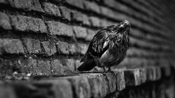 Pigeon humide assis sur un mur médiéval — Photo