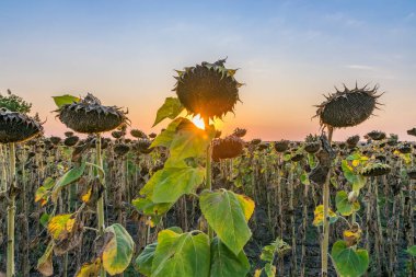 Gün batımında güzel ayçiçekleri. Gün batımında ayçiçekleri ve güzel bir gökyüzü. Gün batımında organik ayçiçekleri güzel renkli bir gökyüzü ile kapanır.