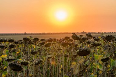 Gün batımında güzel bir ayçiçeği tarlası. Gün batımında güzel bir gökyüzü ile olgunlaşmış ayçiçeği tarlası. Sonbaharda günbatımında organik olgun ayçiçeği tarlası.