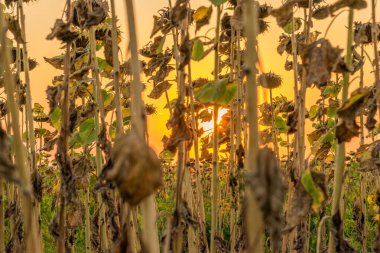 Gün batımında güzel ayçiçekleri. Gün batımında ayçiçekleri ve güzel bir gökyüzü. Gün batımında organik ayçiçekleri güzel renkli bir gökyüzü ile kapanır.