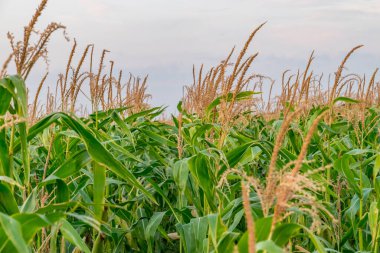 Gün batımında güzel yeşil mısır tarlası. Gün batımında mısır tarlası ve güzel bir gökyüzü. Gün batımında organik mısır tarlası.