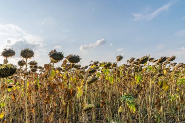 Güneşli bir yaz gününde güzel bir ayçiçeği tarlası. Güzel gökyüzü olan ayçiçeği tarlası. Organik ayçiçeği tarlası.