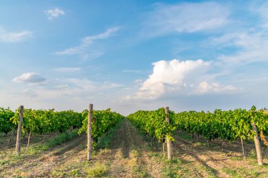 Güneşli bir yaz gününde, Moldova 'da mavi gökyüzü olan bir üzüm bağı. Boşluğu kopyala.