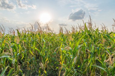 Güneşli bir yaz gününde mavi gökyüzü ve bulutlarla dolu güzel yeşil mısır tarlası. Güneşli bir yaz gününde mısır tarlası.